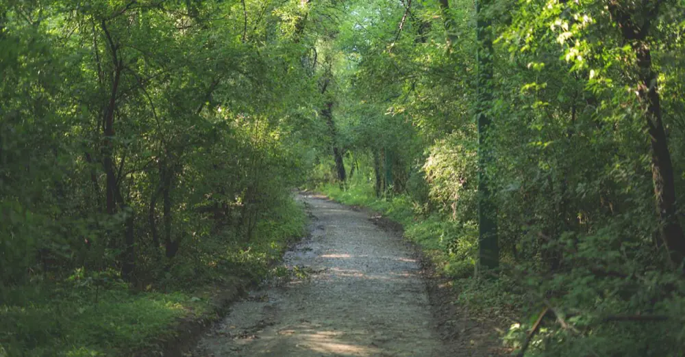 Een bospad in het Drents-Friese Wold