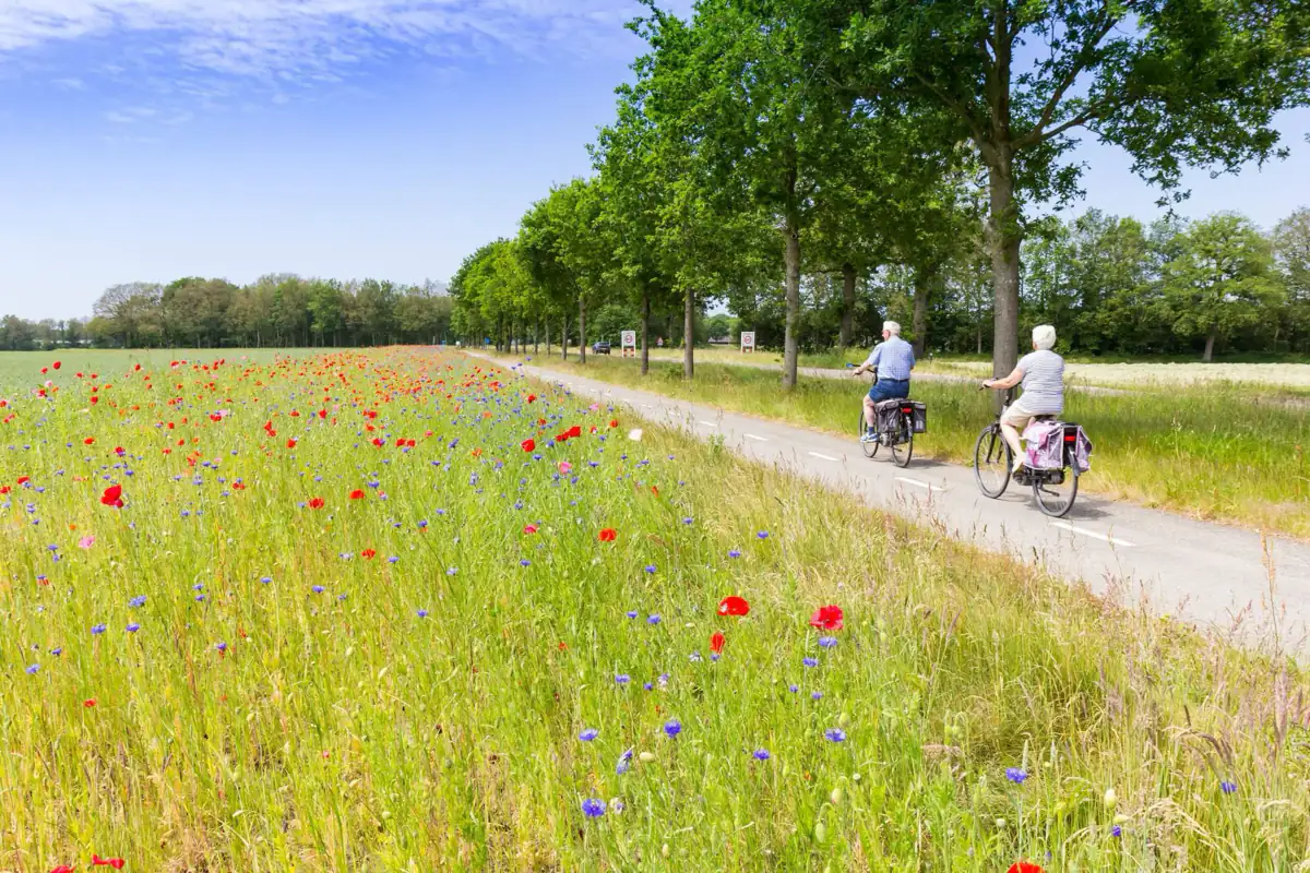 Fietsers op een pad langs klaprozen