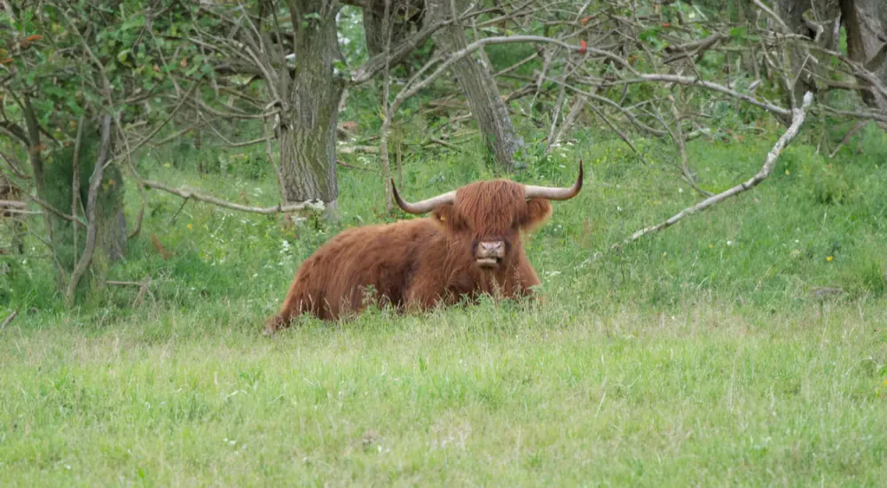 Een Schotse hooglander in het gras