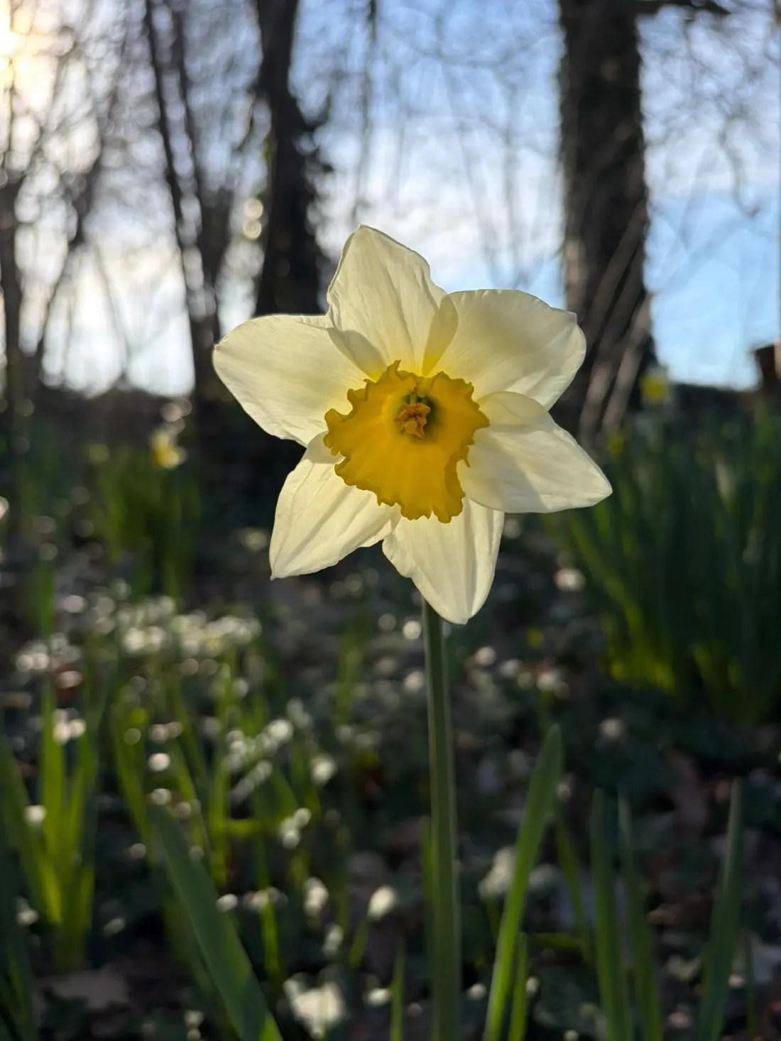 Een narcis in de tuin in het voorjaar
